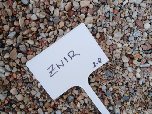 zwir 2 8.jpg